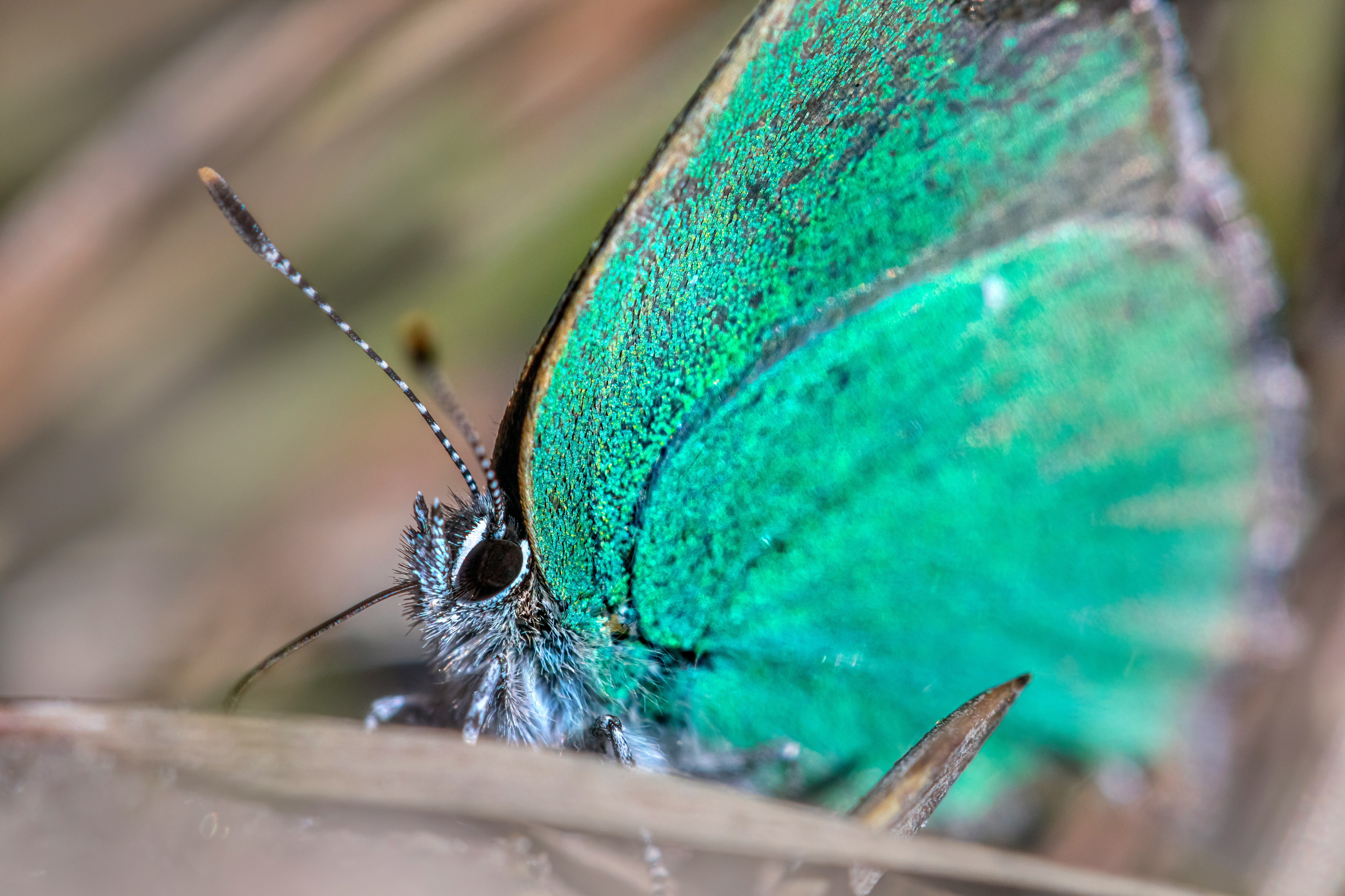 blue and brown butterfly on green leaf in close up photography during daytime